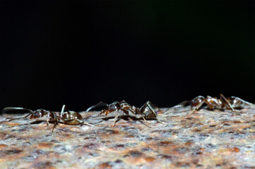 HORMIGA