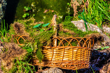 basket of moss for christmas