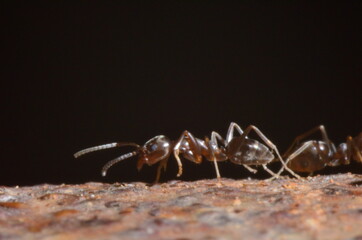 HORMIGA