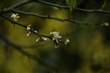 Beautiful Lemon flower