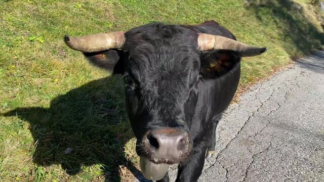 Black Eringer Cow runs ringing through sunny street and smells by the camera