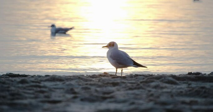 Mouette au borde de l'eau