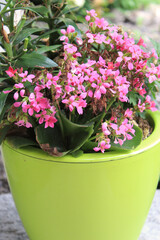 Pink flowers in a pot.