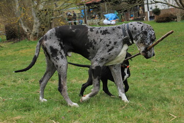 Hund beim spielen 