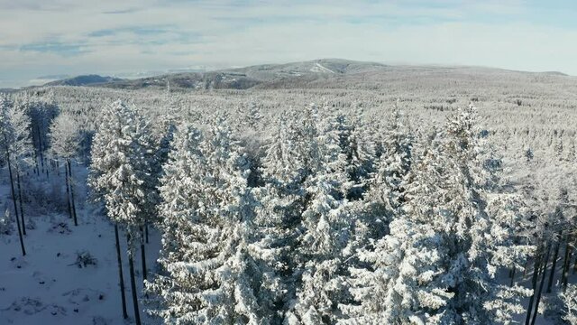 Winter wonderland, aerial view of Pohorje forest and treetops covered in fresh snow, Rogla ski resort and Kamnik Savinja Alps in the far background