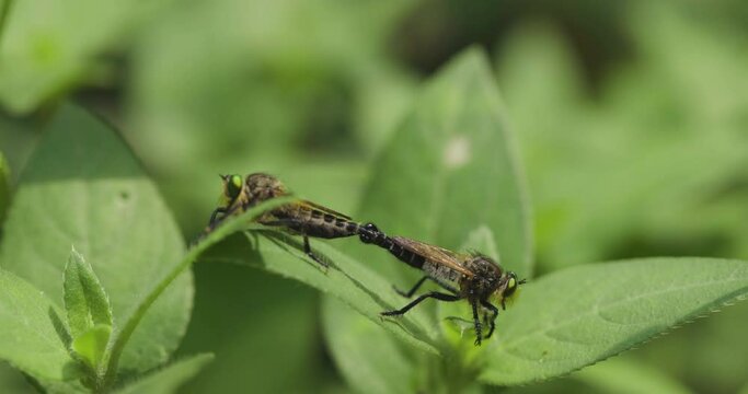 Close Up Of Two Robber Flies Mating On Green Plant. selective focus