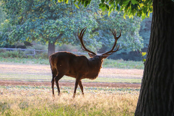 an old horned deer walks in the middle of the park