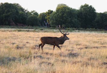 big old deer running across the field