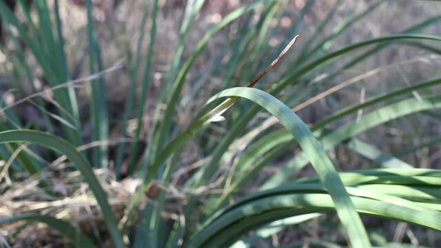 Simple rosulate distally cuspidate linear denticulately margined glaucous leaves of Chaparral Yucca, Hesperoyucca Whipplei, Asparagaceae, native, Topanga State Park, Santa Monica Mountains, Winter.