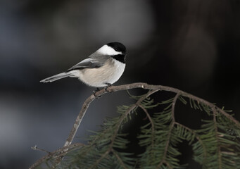 Black-capped Chickadee on a fir branch