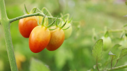 Bunch of tomatoes. Ripe and raw tomatoes on a branch with blurred green leaves in a healthy organic garden with copy space. Close up and selective focus