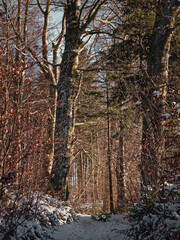 Fototapeta na wymiar Verschneiter Waldweg in winterlichem Wald, bei Sonnenuntergang. 
