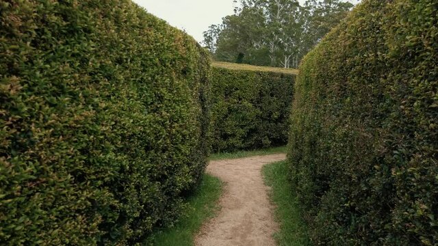 Walking And Finding The Exit Inside The Garden Maze In Bago Maze and Winery In Wauchope, NSW, Australia. - POV