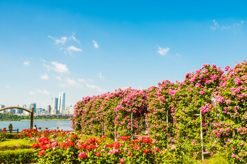 뚝섬한강공원 장미원
