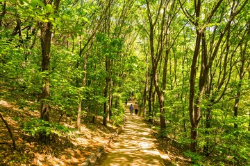 Fototapeta premium 안산자락길 트레킹 