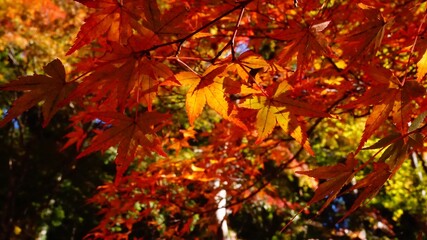 紅葉