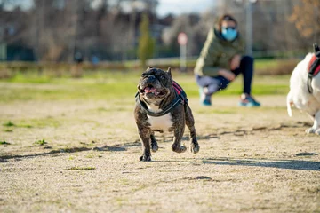 Photo sur Plexiglas Bulldog français 12 YEARS OLD BLACK FRENCH BULLDOG WITH WHITE SPOTS RUNNING IN THE GRASS IN A SUNNY DAY