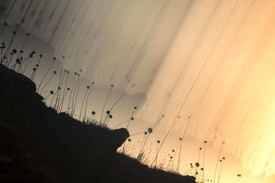 allium sp. backlit plant on the beach of macarena