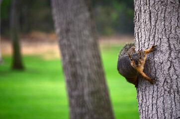 squirrel on tree