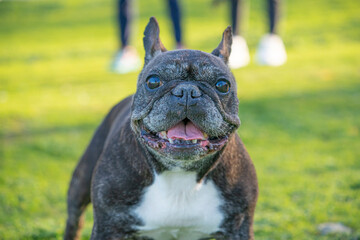 12 YEARS OLD BLACK FRENCH BULLDOG WITH WHITE SPOTS WALKING IN THE GRASS IN A SUNNY DAY