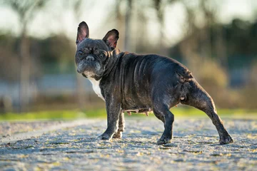 Fotobehang Franse bulldog 12 JAAR OUDE ZWARTE FRANSE BULDOG MET WITTE VLEKKEN DIE IN EEN ZONNIGE DAG IN HET GRAS LOPEN  © MARIO MONTERO ARROYO