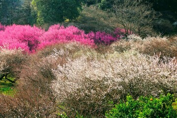 南足柄運動公園の紅白の梅