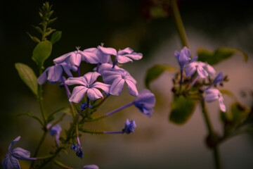 lilac flowers at sunset