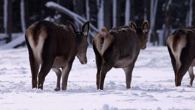 elk defecating while walking on trail super slow motion