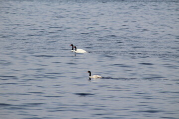 black headed gull