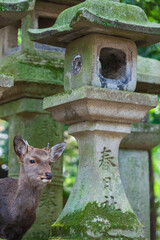 【奈良県】春日大社 鹿