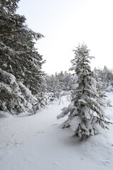 snow covered trees