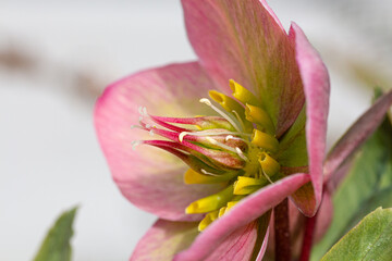 close up of a flower