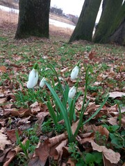 snowdrop flowers in the forest
