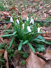 snowdrops in the garden
