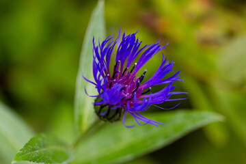 blue flower in the garden