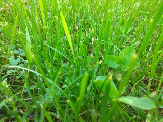 grass with water drops