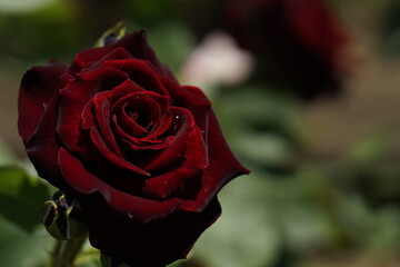 Black rose