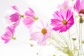 白バックのピンクのコスモスの花