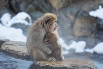 ママに抱きつく子猿