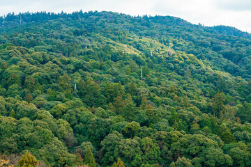 Fototapeta premium 【奈良県】春日山原始林