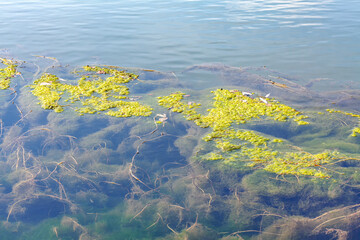 Swamp water surface with algae