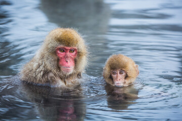 猿も親子でお風呂うれしいな