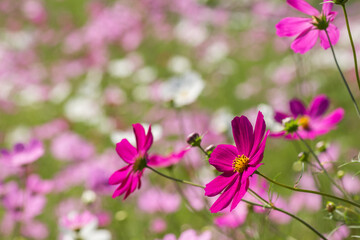 お花畑をバックに濃いピンクのコスモスの花
