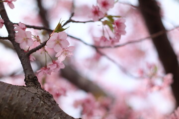 河津桜の風景
