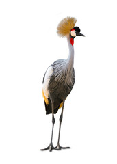 Beautiful poultry crowned crane. Animal concept. On white background. © Media 