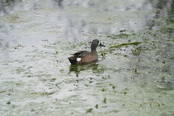Lake Apopka Wildlife Drive