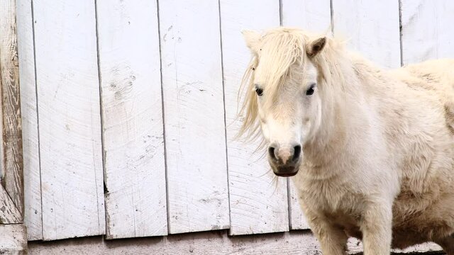 Miniature White Horse stands in front of rustic white plank fence with long mane blowing in wind