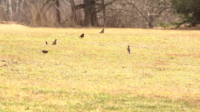A group of Robins forage in the spring as a late snow hits upstate New York.