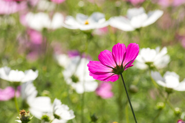 白い花をバックに後ろ向きの濃いピンクのコスモスの花