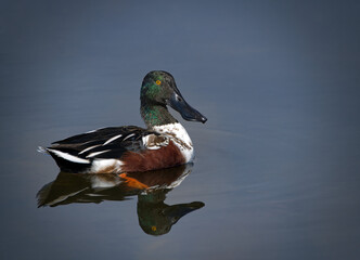  northern shoveler drake (Spatula clypeata) looking at camera, orange eye, green head, brown chest, orange foot showing, swimming in clear, flat, smooth water.  exceptional detail when zoomed in 